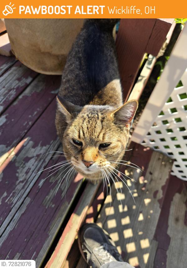 Found/Stray Unknown Cat last seen Wickliffe, Wickliffe, OH 44092