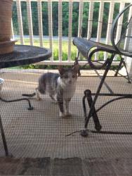 Found/Stray Unknown Cat last seen persimmon creek drive, rock hill church road, Mint Hill, NC 28227