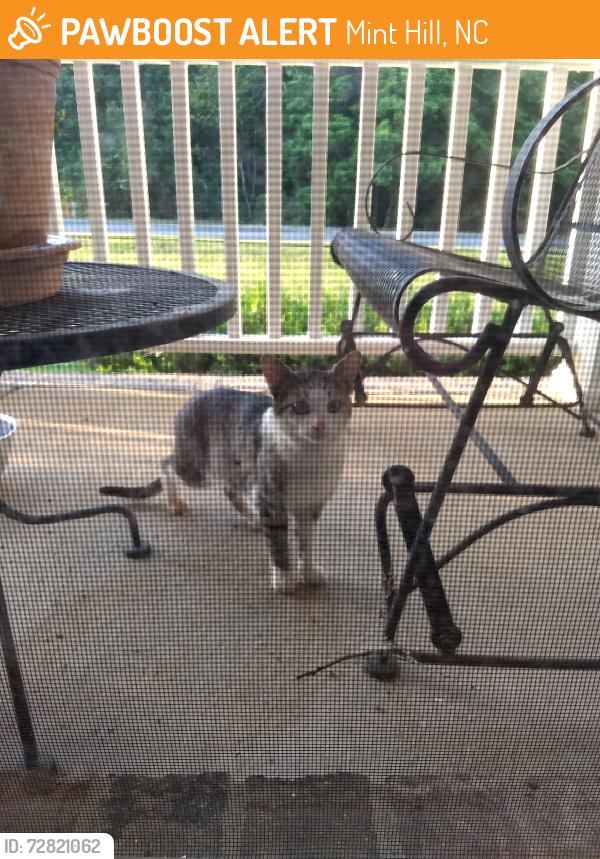 Found/Stray Unknown Cat last seen persimmon creek drive, rock hill church road, Mint Hill, NC 28227