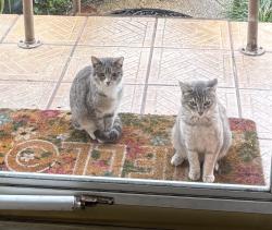 Lost Female Cat last seen Hughes St and Arizona  Ft Walton Beach , Fort Walton Beach, FL 32548