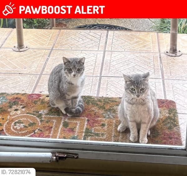 Lost Female Cat last seen Hughes St and Arizona  Ft Walton Beach , Fort Walton Beach, FL 32548