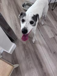 Found/Stray Female Dog last seen S Glades Trl, Panama City Beach, FL 32407
