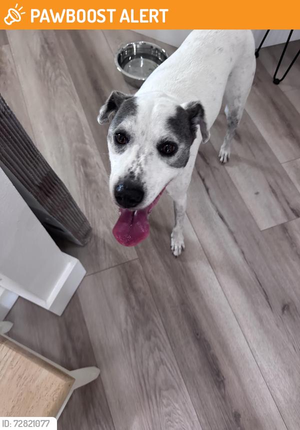 Found/Stray Female Dog last seen S Glades Trl, Panama City Beach, FL 32407