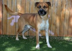 Shelter Stray Male Dog last seen Near BLOCK W THORNHILL DR, TAYLORSVILLE UT 84123, Salt Lake City, UT 84120