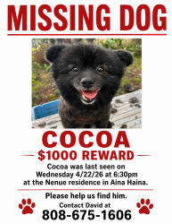 Lost Male Dog last seen Foodland, Honolulu, HI 96821