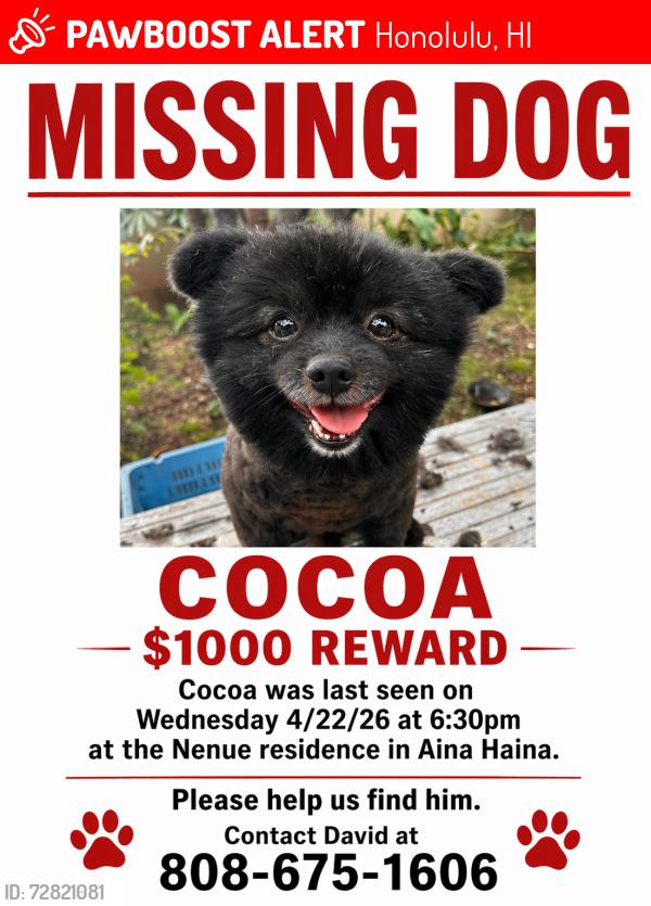 Lost Male Dog last seen Foodland, Honolulu, HI 96821
