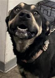 Shelter Stray Male Dog last seen , Los Angeles, CA 90047