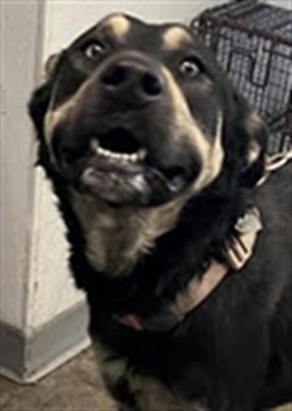 Shelter Stray Male Dog last seen , Los Angeles, CA 90047