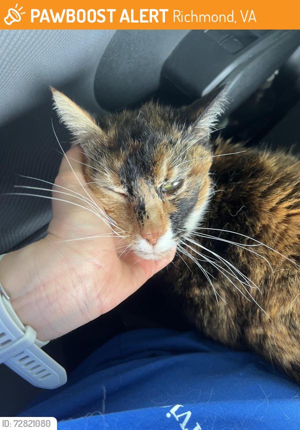 Found/Stray Female Cat last seen Aldi on N. Arthur Ashe Blvd and Myers St, Richmond, VA 23230, Richmond, VA 23230