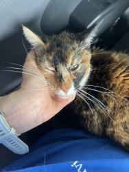 Found/Stray Female Cat last seen Aldi on N. Arthur Ashe Blvd and Myers St, Richmond, VA 23230, Richmond, VA 23230