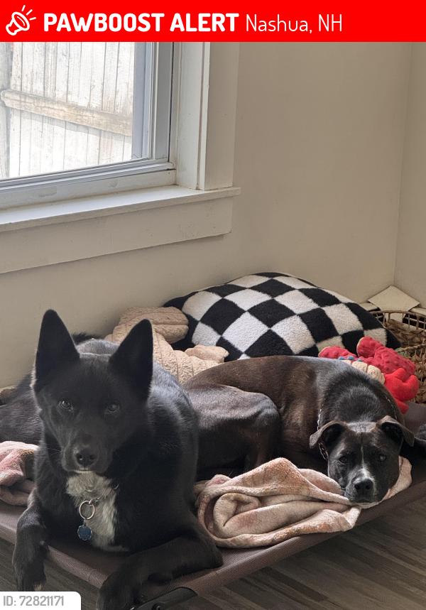 Lost Male Dog last seen Damon avenue, Nashua, NH 03064