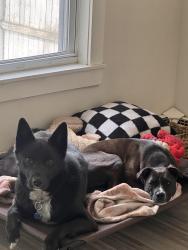 Lost Male Dog last seen Damon avenue, Nashua, NH 03064