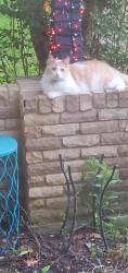 Found/Stray Unknown Cat last seen East Coffin Street, near the old Red Door Boutique , Denison, TX 75021