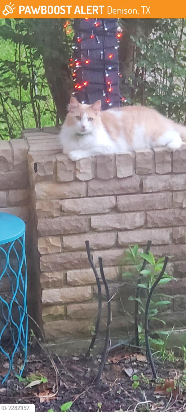 Found/Stray Unknown Cat last seen East Coffin Street, near the old Red Door Boutique , Denison, TX 75021
