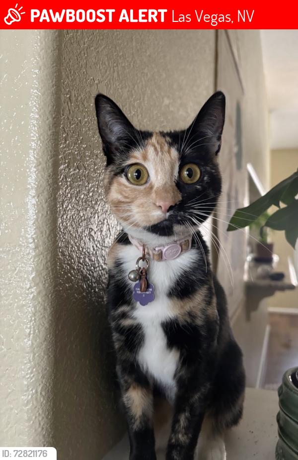 Lost Female Cat last seen Playa Vista apmts near Bonanza & Pecos, Las Vegas, NV 89110