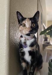 Lost Female Cat last seen Playa Vista apmts near Bonanza & Pecos, Las Vegas, NV 89110
