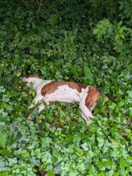Found/Stray Unknown Dog last seen At the trail entrance, Chattanooga, TN 37406