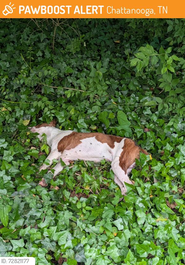 Found/Stray Unknown Dog last seen At the trail entrance, Chattanooga, TN 37406