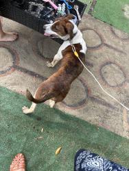 Found/Stray Female Dog last seen Hemlock Dr. , Fayetteville, NC 28304