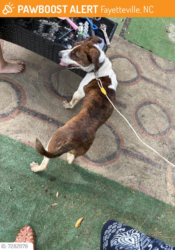 Found/Stray Female Dog last seen Hemlock Dr. , Fayetteville, NC 28304