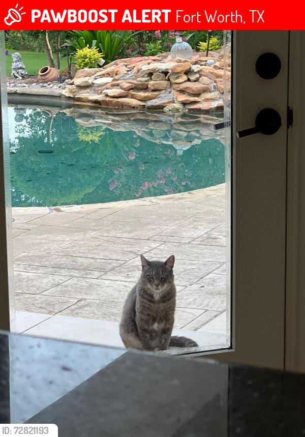 Lost Male Cat last seen Oakmont Terrace , Fort Worth, TX 76132
