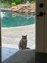 Lost Male Cat last seen Oakmont Terrace , Fort Worth, TX 76132