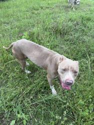 Found/Stray Female Dog last seen CR 3818, Henderson County, TX 75752