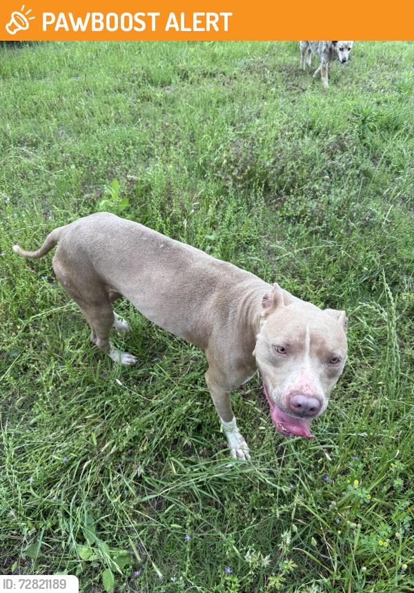 Found/Stray Female Dog last seen CR 3818, Henderson County, TX 75752