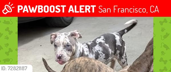 Lost Female Dog last seen McKinnon , San Francisco, CA 94124