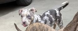Lost Female Dog last seen McKinnon , San Francisco, CA 94124