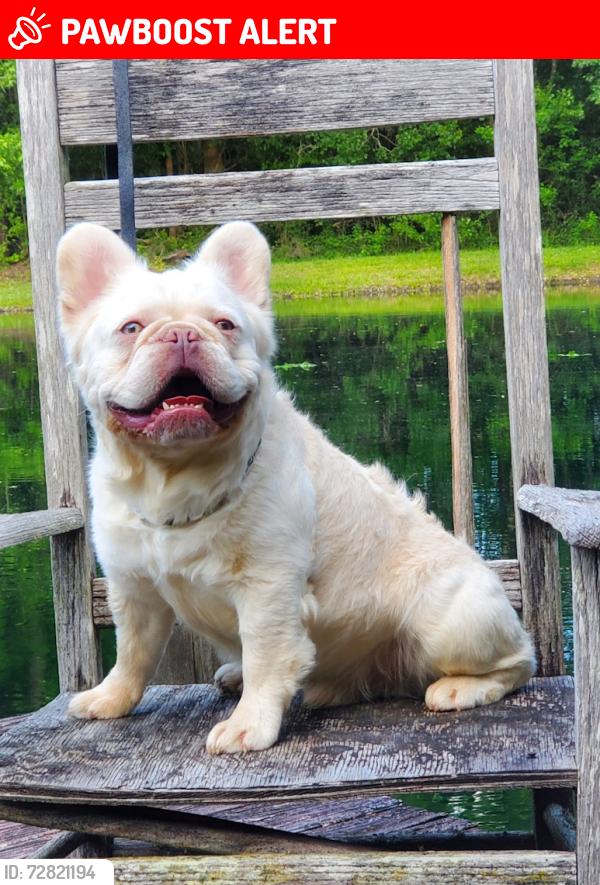 Lost Male Dog last seen 76th rd , West Palm Beach, FL 33412
