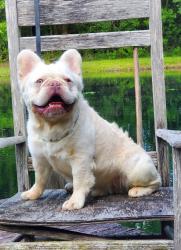 Lost Male Dog last seen 76th rd , West Palm Beach, FL 33412