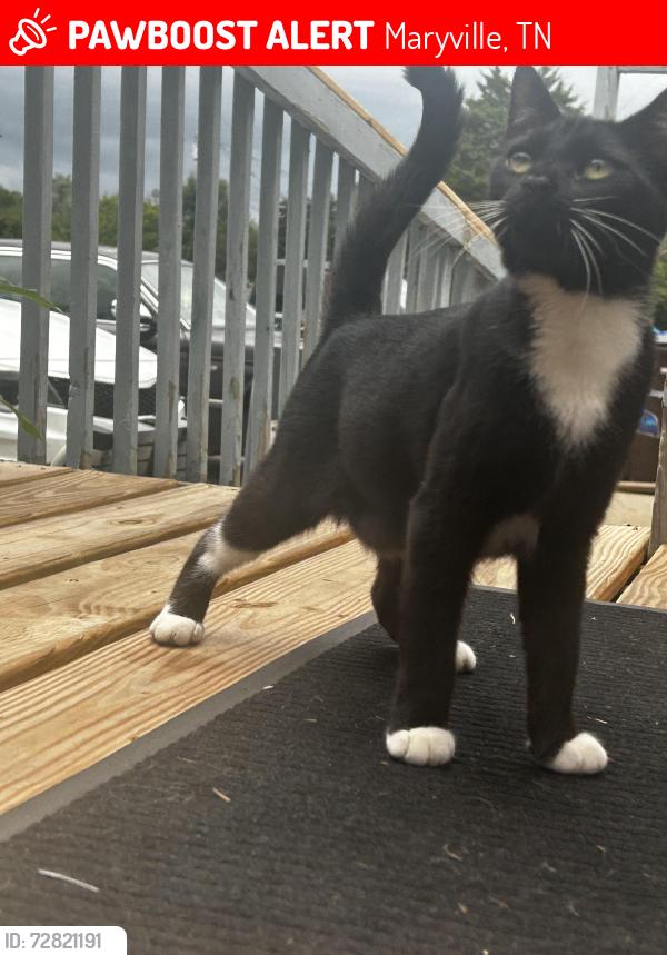 Lost Female Cat last seen Middlesettlments road maryville , Maryville, TN 37801