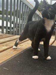 Lost Female Cat last seen Middlesettlments road maryville , Maryville, TN 37801