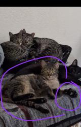 Lost Male Cat last seen Mandel and 90th, Federal Heights, CO 80260