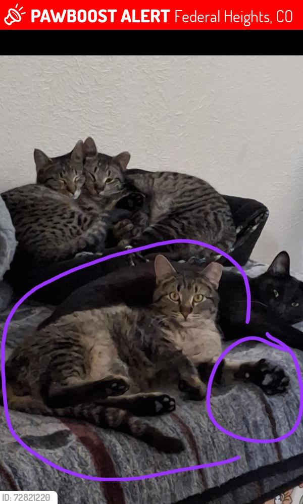 Lost Male Cat last seen Mandel and 90th, Federal Heights, CO 80260