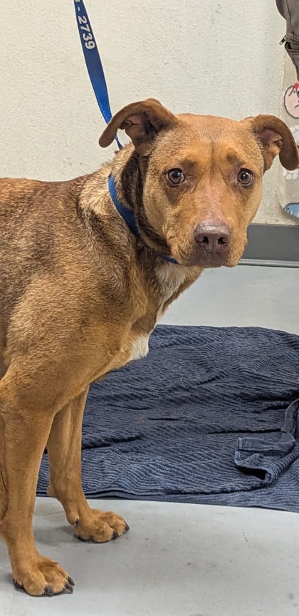 Shelter Stray Female Dog last seen Circle K (BELEN ACO), Belen, , 1209 NM-314, Los Lunas, NM 87031, USA