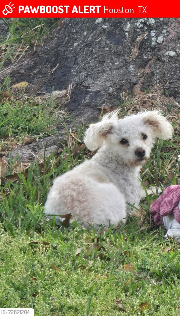 Lost Female Dog last seen Murr way  , cullen  ,selensky, Houston, TX 77048