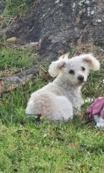 Lost Female Dog last seen Murr way  , cullen  ,selensky, Houston, TX 77048