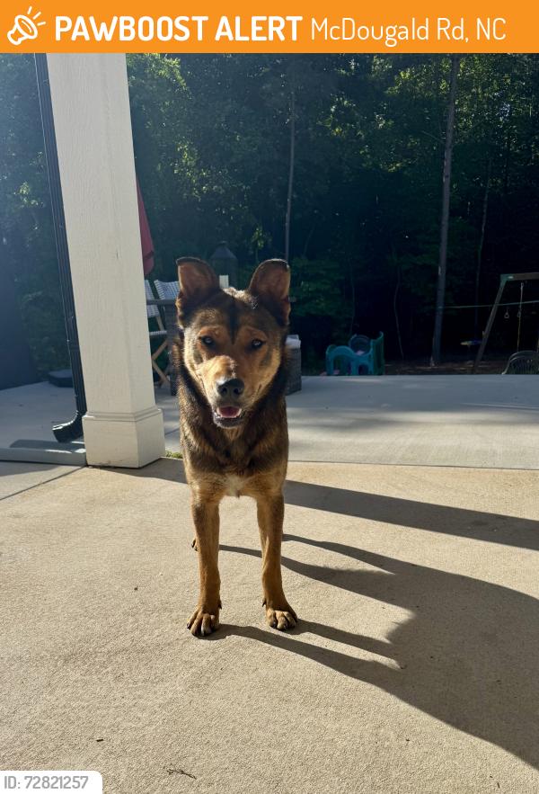 Found/Stray Female Dog last seen McDougald rd and Jesse rd , McDougald Rd, NC 27505
