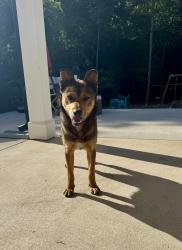 Found/Stray Female Dog last seen McDougald rd and Jesse rd , McDougald Rd, NC 27505