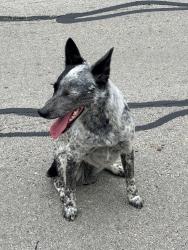 Found/Stray Female Dog last seen Willow way Rd , Fort Worth, TX 76133