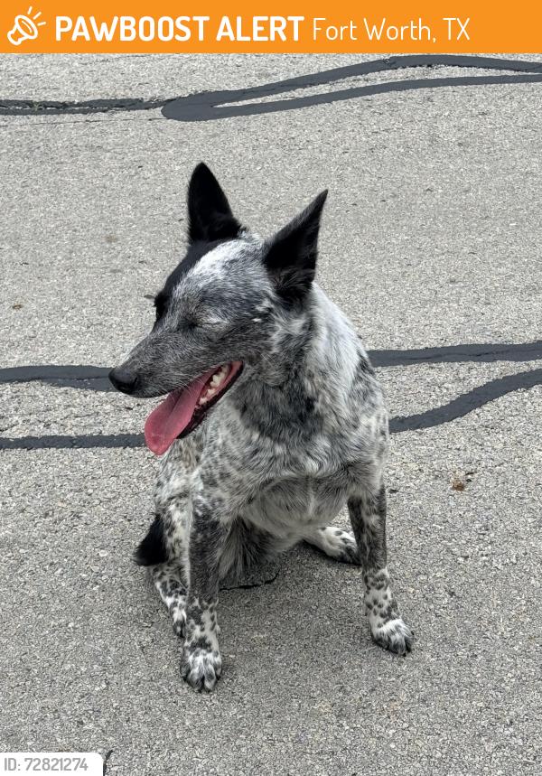 Found/Stray Female Dog last seen Willow way Rd , Fort Worth, TX 76133