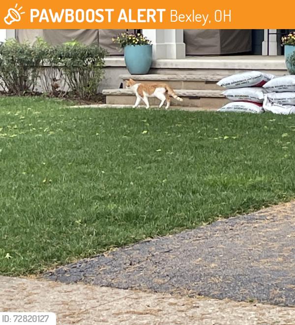 Found/Stray Unknown Cat last seen Maryland ave and N Roosevelt, Bexley, OH 43209