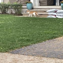 Found/Stray Unknown Cat last seen Maryland ave and N Roosevelt, Bexley, OH 43209