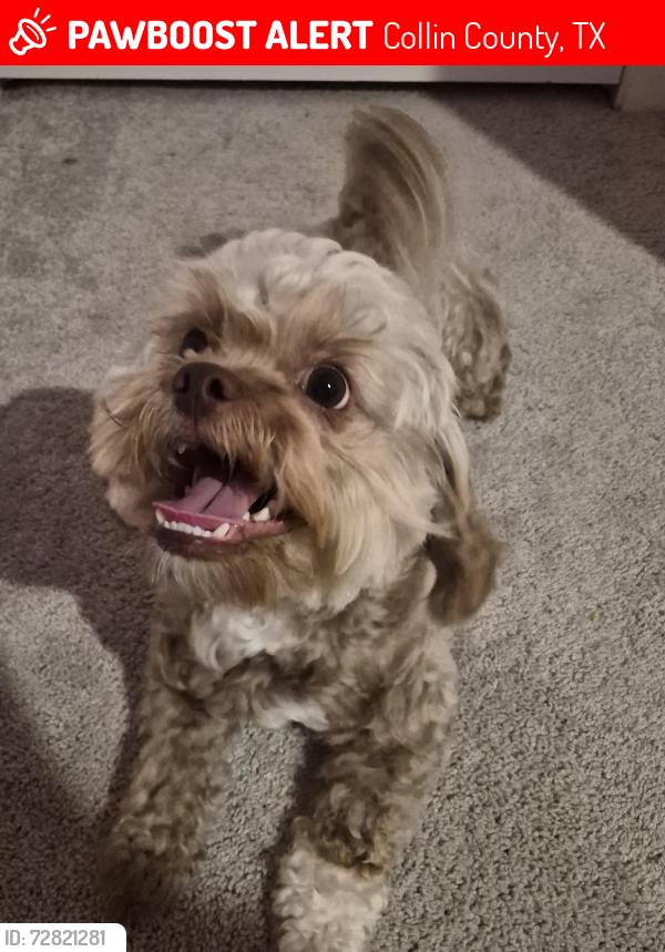 Lost Male Dog last seen Blue Heron and Sanderling, Collin County, TX 75407