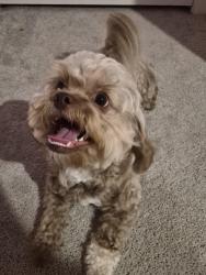 Lost Male Dog last seen Blue Heron and Sanderling, Collin County, TX 75407