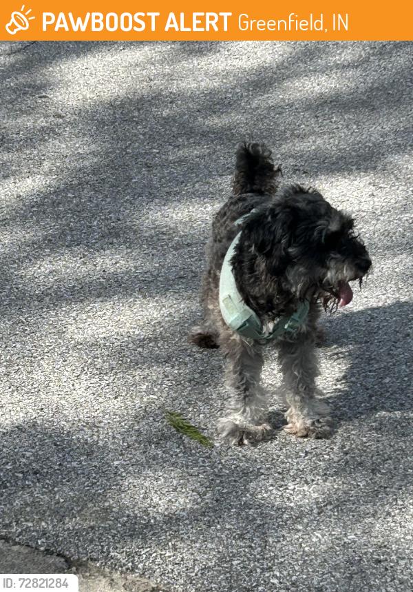 Found/Stray Unknown Dog last seen Streamside, Greenfield, IN 46140