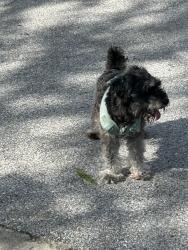 Found/Stray Unknown Dog last seen Streamside, Greenfield, IN 46140