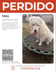 Lost Male Dog last seen Cesar Chávez y chesnut , Fresno, CA 93702
